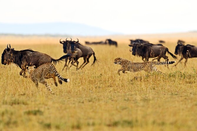 2 Day Budget Safari in Tarangire and Ngorongoro From Arusha - Price and value: what $500 buys you (and why it matters)