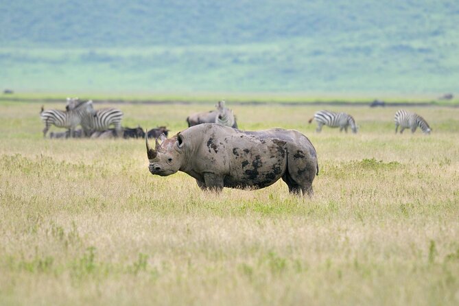 2 Day Budget Safari in Tarangire and Ngorongoro From Arusha - Day 1 in Tarangire: elephants, baobabs, and the Hippo Lake lunch break