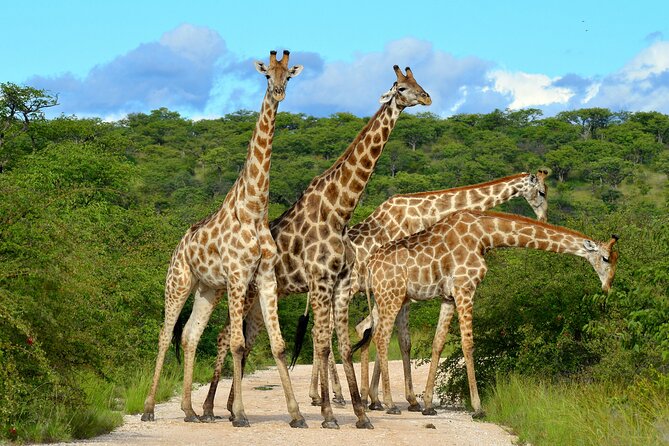 2 Day Budget Safari in Tarangire and Ngorongoro From Arusha - Getting there smoothly: 6:00 am starts, pickup, and group size
