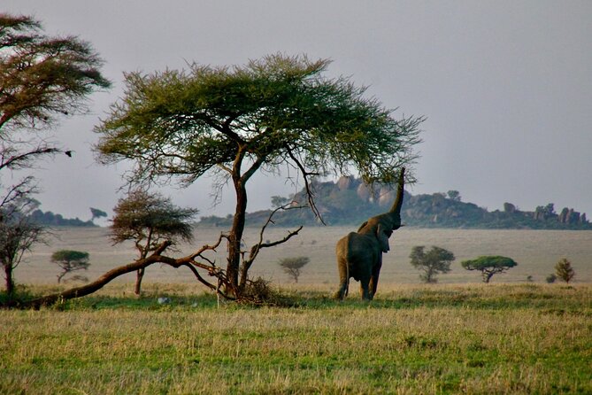 2-Day Private Guided Tour to Tarangire and Ngorongoro - Why private guiding matters more than you think