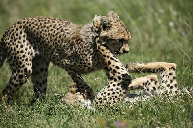 2-Day Private Guided Tour to Tarangire and Ngorongoro - Price and value: is $1,278 per person fair for two days?