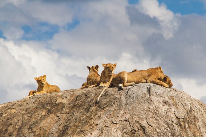 2-Day Private Guided Tour to Tarangire and Ngorongoro - Tarangire game drive: the real value of this first day