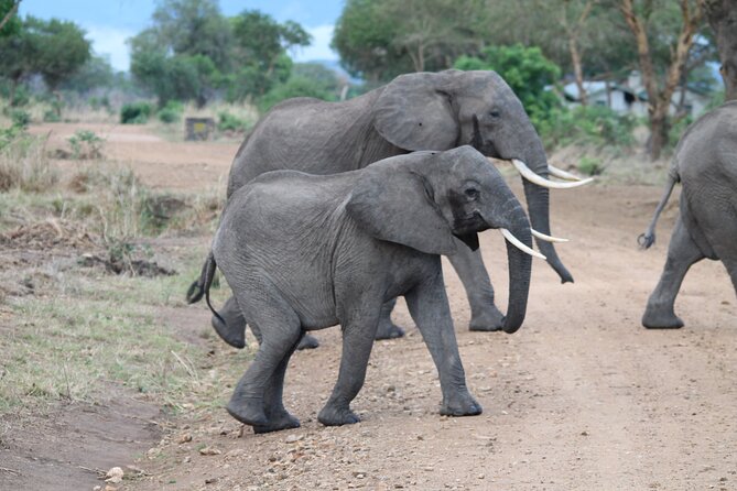 2-Day Private Mikumi National Park Tour with Pickup - 6:00 am Pickup From Dar es Salaam, and Why You Should Care
