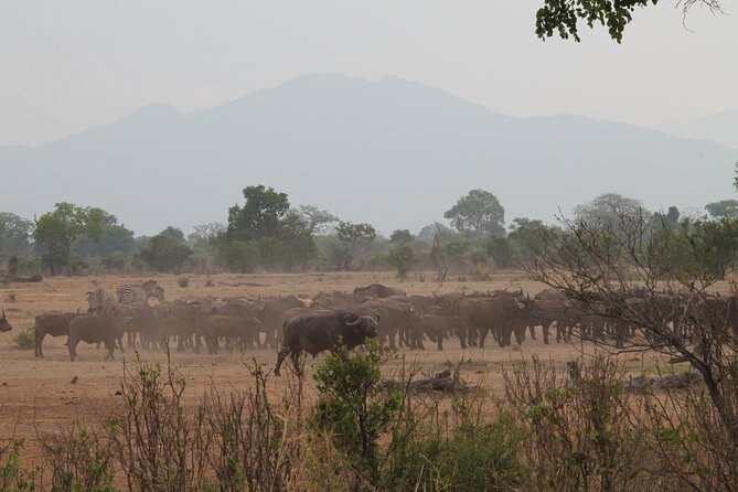 2-Day Private Mikumi National Park Tour with Pickup - The Dar to Mikumi Road Trip: Expect Real Travel Time