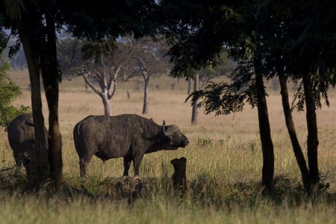 2 Day safari to Mikumi departure from Zanzibar - Key highlights at a glance
