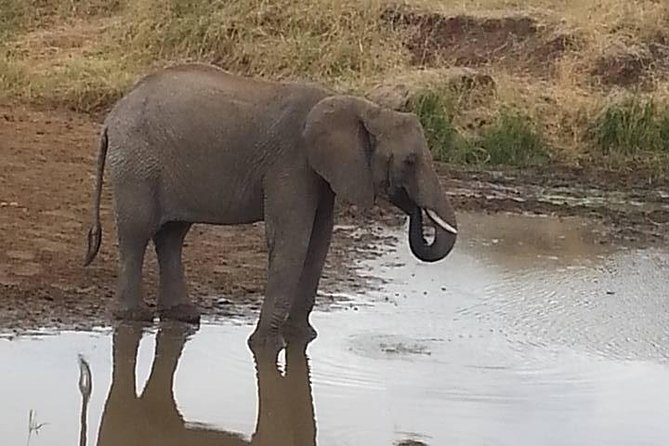 2 Day safari to Mikumi departure from Zanzibar - Day 2 at 6:00: the early drive that makes Mikumi feel alive
