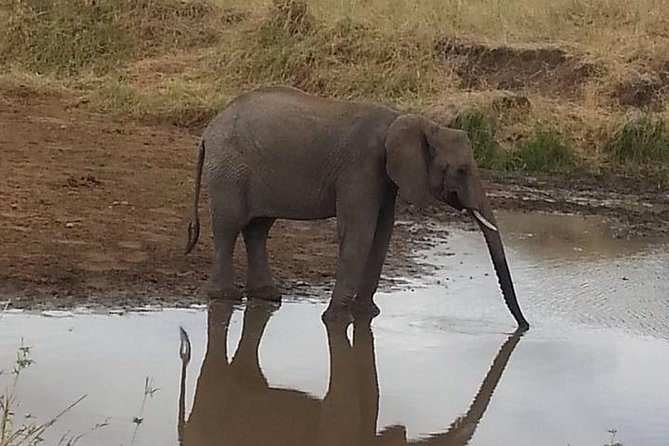 2 Day safari to Mikumi departure from Zanzibar - What you should expect to see in Mikumi, and what you should not assume