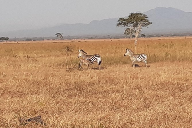 2 Day safari to Mikumi departure from Zanzibar - Transportation comfort: 4x4 game viewing plus long transfer days