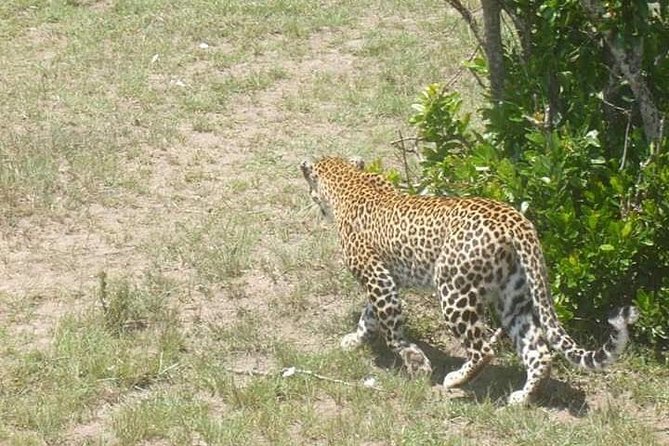 2 Day safari to Mikumi departure from Zanzibar - Meals included: a small detail that saves your energy