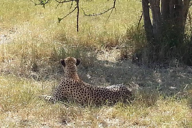 2 Day safari to Mikumi departure from Zanzibar - Day 1 in Mikumi: arrival by 4x4, lunch in Morogoro Town, and an evening chance