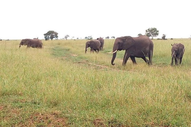 2 Day Safari To Mikumi National Park + transfers from Dar Es Salam - Key Highlights to Know Before You Go
