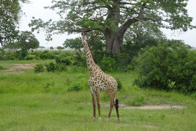 2 Day Safari To Mikumi National Park + transfers from Dar Es Salam - Mikumi Makes Sense If You’re Connecting From Dar es Salaam