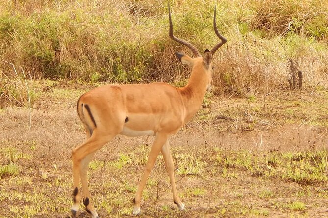 2 Day Safari To Mikumi National Park + transfers from Dar Es Salam - Your Guide Matters, and Guides Like Max Focus on Spotting