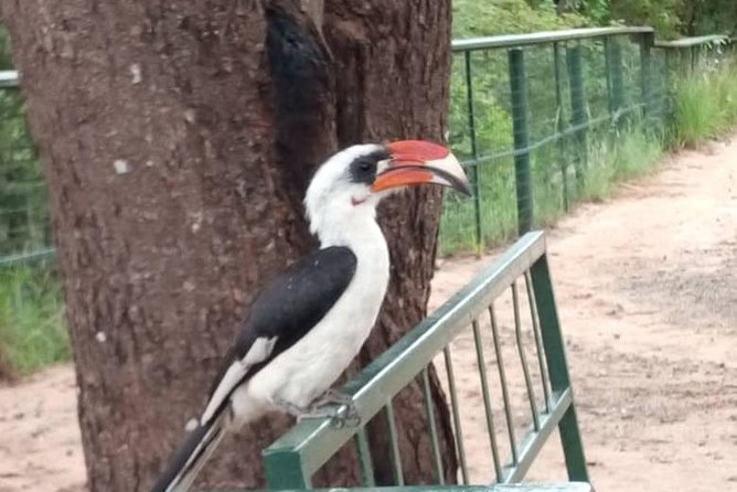 2 Day Safari To Mikumi National Park + transfers from Dar Es Salam - Price of $902.57, What You’re Actually Getting, and When It Feels Fair