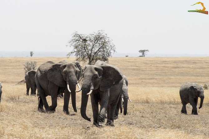 2 Day Serengeti Safari Experience from Mwanza - Price And Value: What Your $1,364.11 Covers
