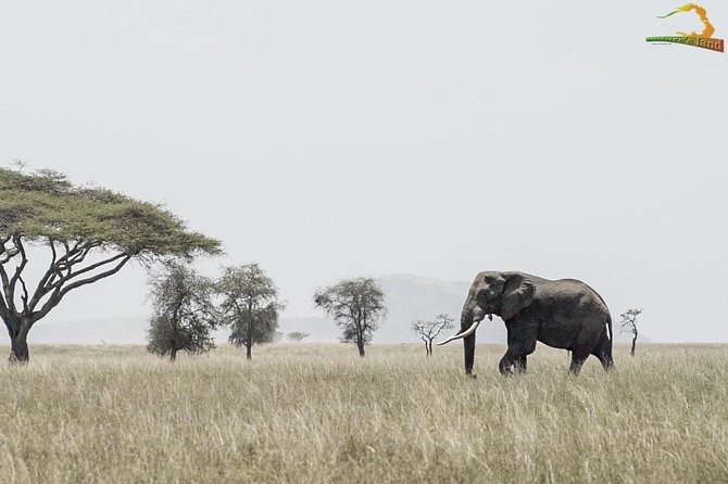 2 Day Serengeti Safari Experience from Mwanza - Who Should Book This Safari, And Who Might Want A Different Option