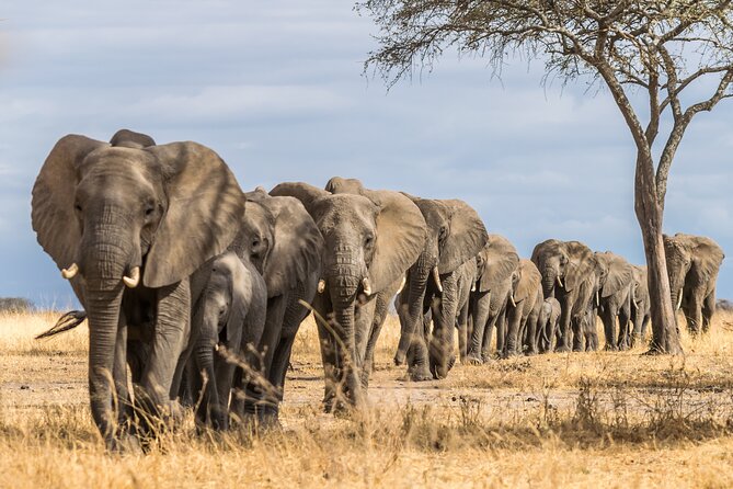 2-Day Sublime Safari to Tarangire and Ngorongoro Safari - Safari Vehicle, Timing, and Photo Tips That Actually Help