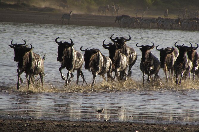 2-Day Sublime Safari to Tarangire and Ngorongoro Safari - Price and Value: What $540 Really Covers, and What You Should Budget