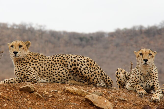 2-Day Sublime Safari to Tarangire and Ngorongoro Safari - Service Quality With Kanje Grand Tours: Named Help, Smooth Coordination, and Real Security Focus