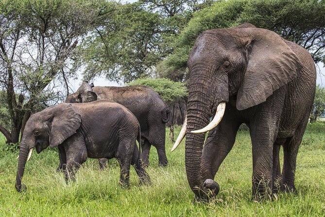 2-Day Sublime Safari to Tarangire and Ngorongoro Safari - Should You Book This 2-Day Safari to Tarangire and Ngorongoro?