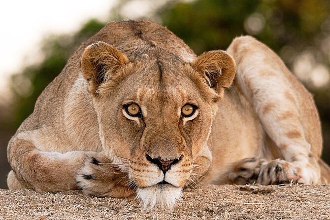 2-Day Sublime Safari to Tarangire and Ngorongoro Safari - FAQ