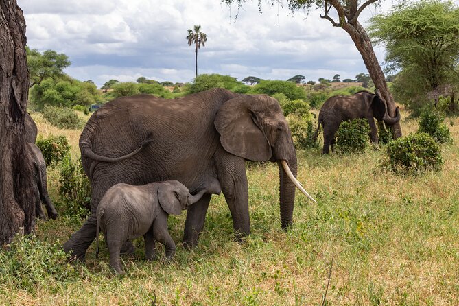 2 Day Tanzania Safari in Tarangire and Ngorongoro Crater - Key things to know before you go