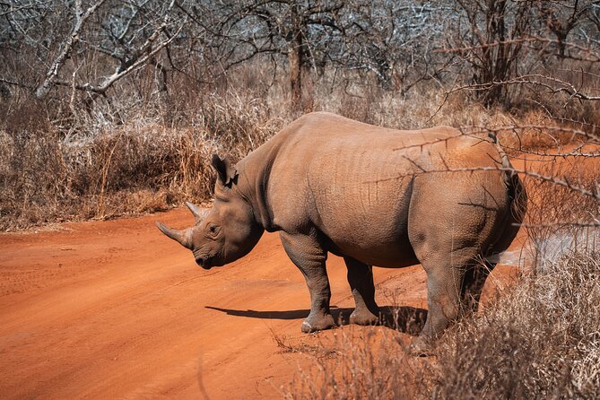 2 Day Tanzania Safari in Tarangire and Ngorongoro Crater - Ngorongoro Crater: The Half-Hour Descent and Wildlife Density in a Caldera