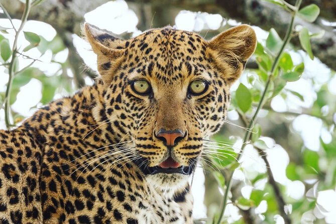 2 Day Tanzania Tour - Tarangire and Ngorongoro in Two Days: Why This Combo Works