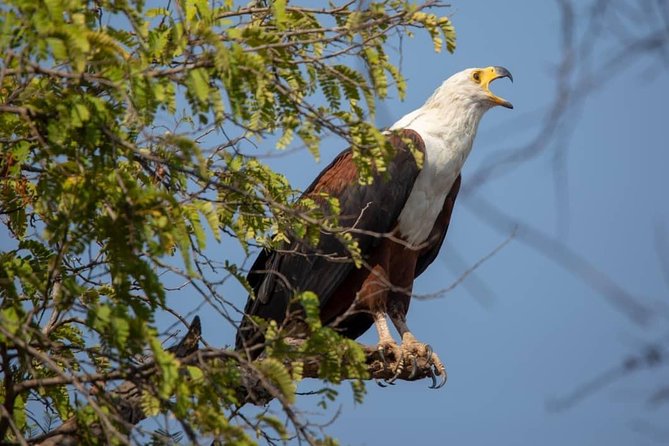 2 Day Wildlife Experience and Masai Culture Mikumi Park - Key highlights you will feel fast