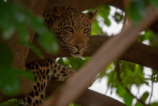 2 Day Wildlife Experience and Masai Culture Mikumi Park - Why Mikumi works for a 2-day wildlife fix from Dar