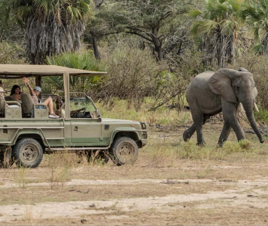 2 Day Zanzibar to Nyerere NP (Selous GR) By Flight - Full-Day Game Drive in Nyerere (Selous GR), What You’re Likely to See