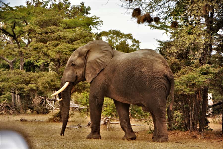 2 Day Zanzibar to Nyerere NP (Selous GR) By Flight - Private Group Safari, What It Means for Your Experience