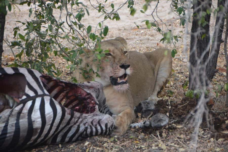 2 Day Zanzibar to Nyerere NP (Selous GR) By Flight - Who This Two-Day Zanzibar to Nyerere Trip Suits Best