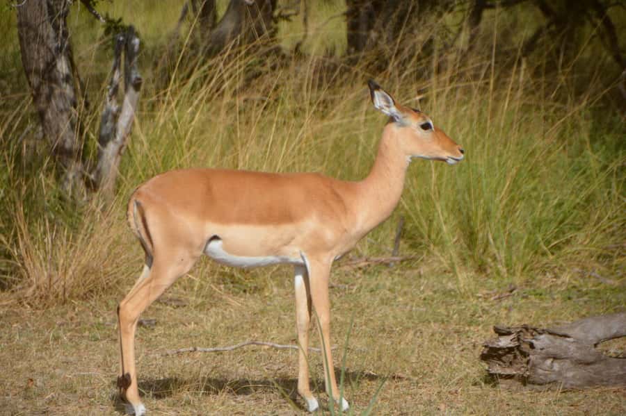 2 Day Zanzibar to Nyerere NP (Selous GR) By Flight - Should You Book This Zanzibar to Nyerere NP Package?