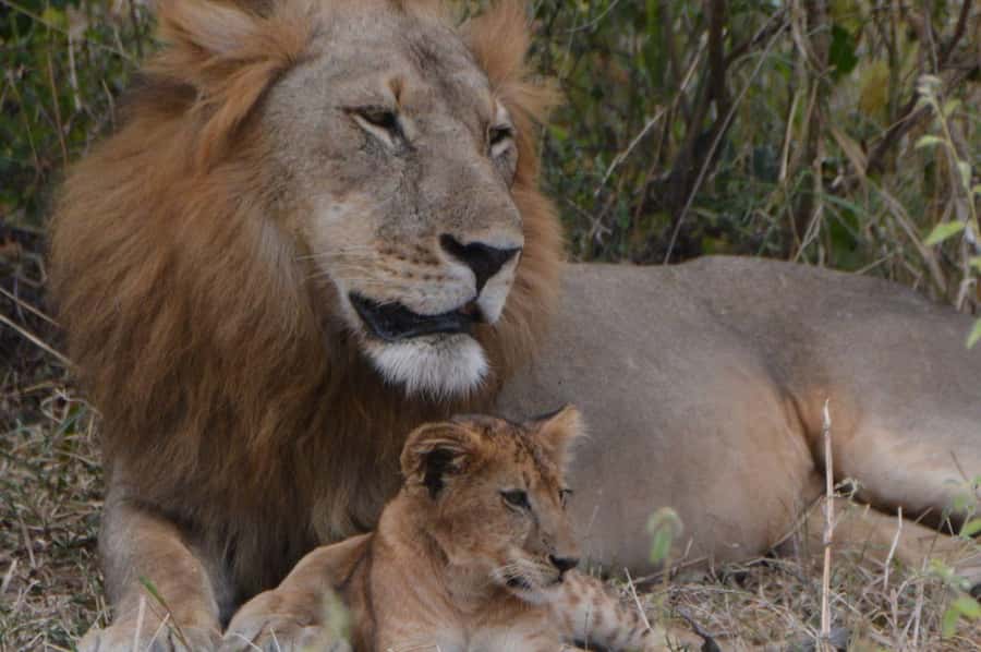2 Day Zanzibar to Nyerere NP (Selous GR) By Flight - FAQ