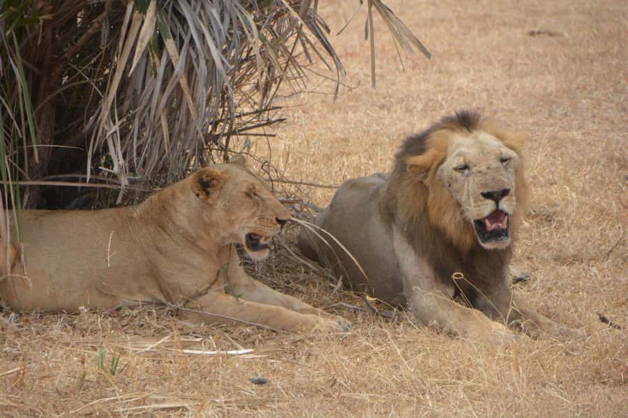 2 Day Zanzibar to Nyerere NP (Selous GR) By Flight - Selous Safari Lodge Outside the Park, A Comfortable Base
