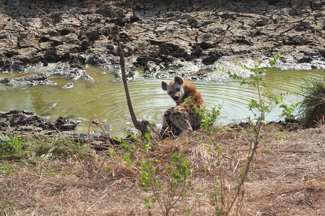 2 Days 1 Night Mikumi National Park - Key Highlights You Should Know Before You Go