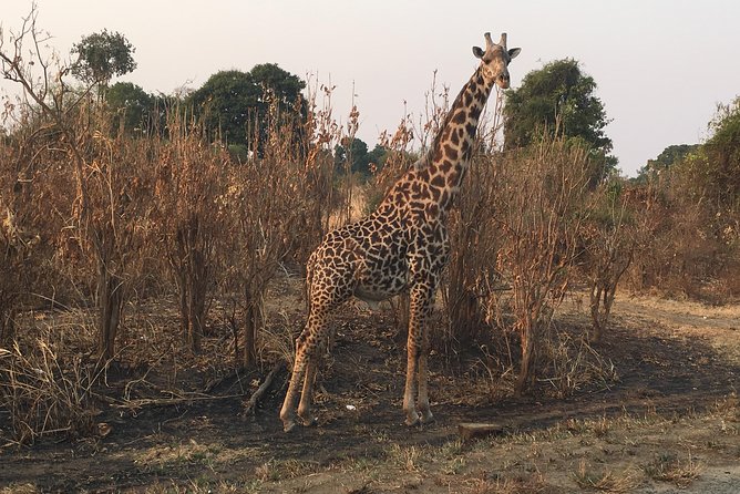 2 Days 1 Night Mikumi National Park - Who This Private Mikumi Safari Is Best For