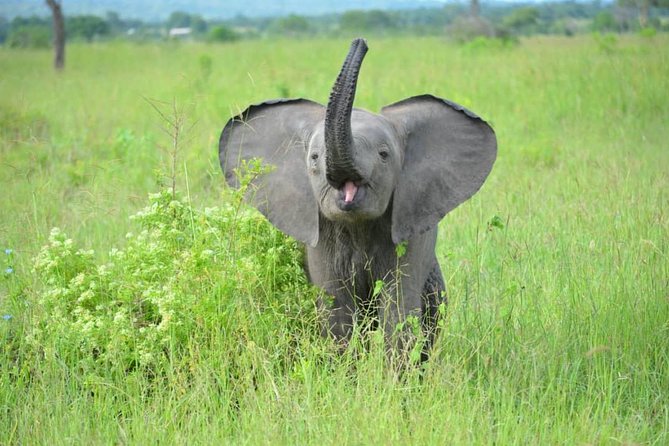 2 Days 1 Night Mikumi National Park from Dar es salaam - Mikumi in 48 Hours: How the Timing Actually Works