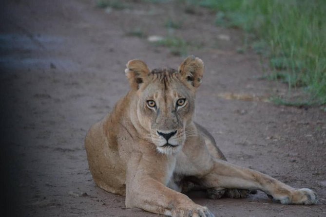 2 Days 1 Night Mikumi National Park from Dar es salaam - Day 1 Sunset Safari: Hippo Dam Magic and Big-Family Animal Options