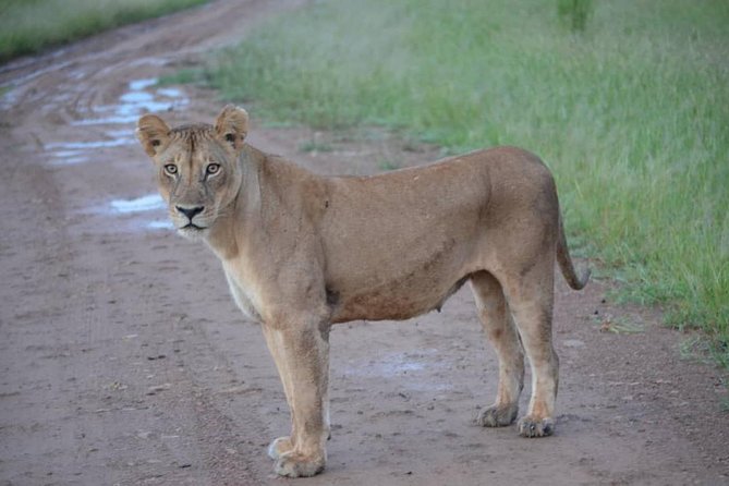 2 Days 1 Night Mikumi National Park from Dar es salaam - Inside the Park Overnight: Why Sleeping There Helps