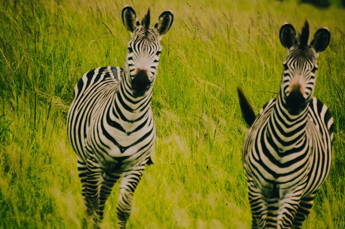 2 Days 1 Night Mikumi National Park from Dar es salaam - Day 2 Early Morning Drive: The Long Search Pays Off