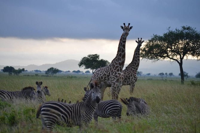 2 Days 1 Night Mikumi National Park from Dar es salaam - Guides and Service Style: What You Can Expect From the Team