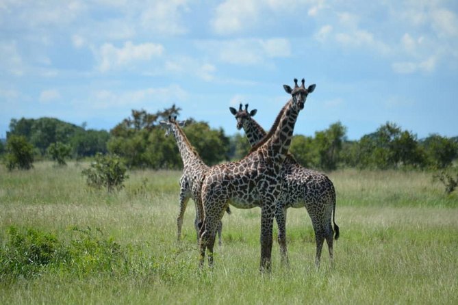 2 Days 1 Night Mikumi National Park from Dar es salaam - Which Animals Are Most Likely to Be on Your List