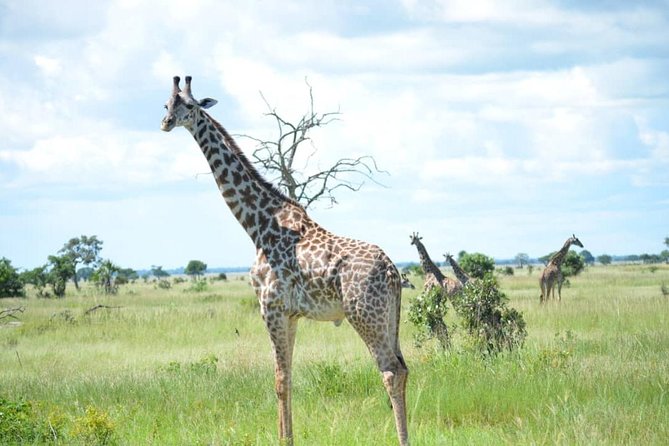 2 Days 1 Night Mikumi National Park from Dar es salaam - The Dar Drive, Plus the Practical Perks That Matter