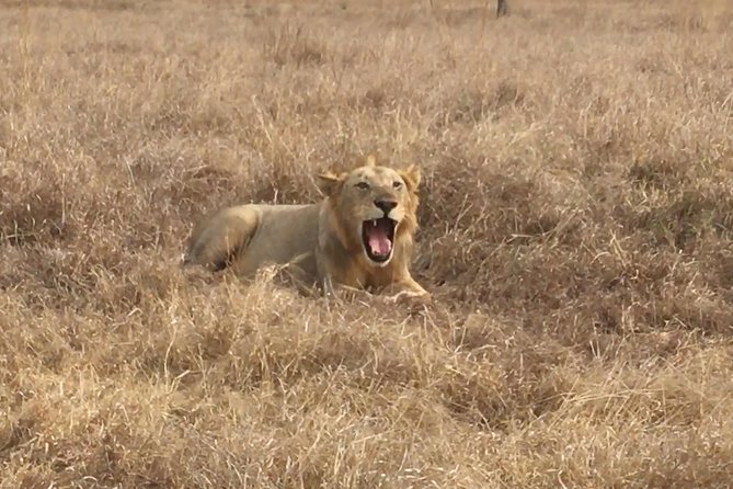 2 Days 1 Night Mikumi National Park - Day 1 Game Drive in Mikumi: Elephants, Hippo Pools, and Lions as Targets