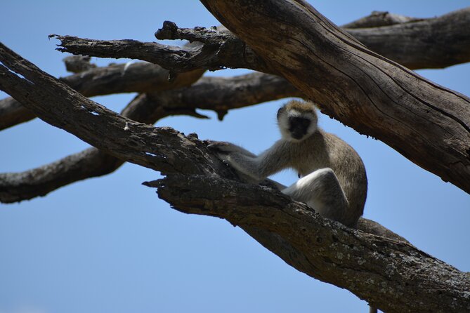 2 Days 1 Night Northern Joining Safari Private Tour - Tarangire National Park: elephants, baobabs, and a drive that sets the mood