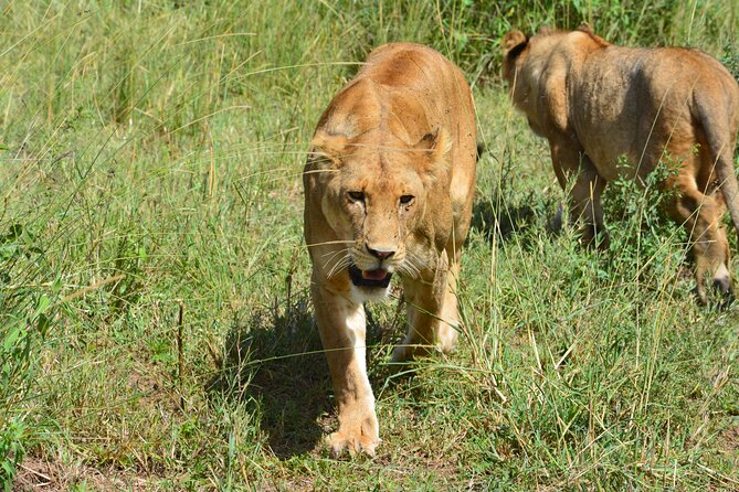 2 Days 1 Night Northern Joining Safari Private Tour - Practical expectations: timing, pickups, and what to plan for
