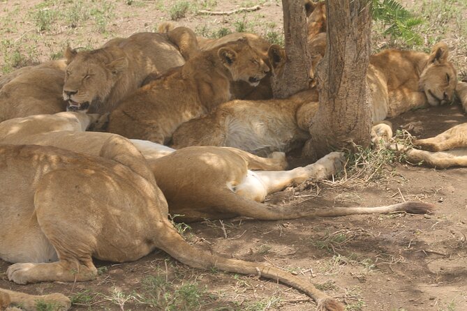 2 Days 1 Night Northern Joining Safari Private Tour - Second half magic: Ngorongoro Crater wildlife and that packed crater drive