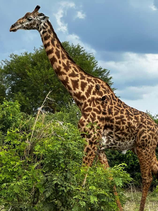 2 Days 1 Night Nyerere National Park from Zanzibar by flight - My booking verdict: should you book this Nyerere safari from Zanzibar?